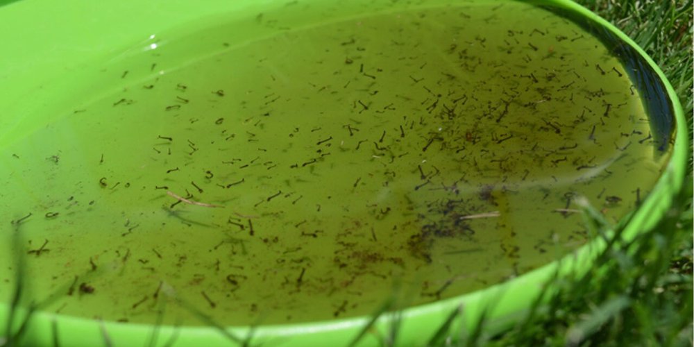 larvae-panorama-5000b34a0a15da716cf04e63cbaee25b-4j0wfy3he9dv-2-7b2c7